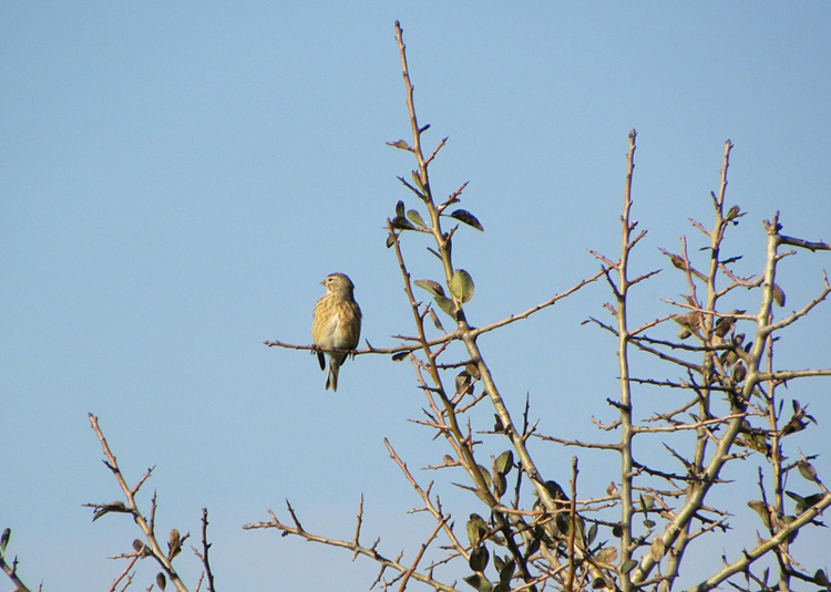 Fanello-Carduelis cannabina (foto indecenti)
